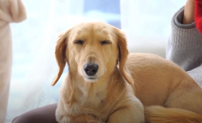 ダックスフンド,動画