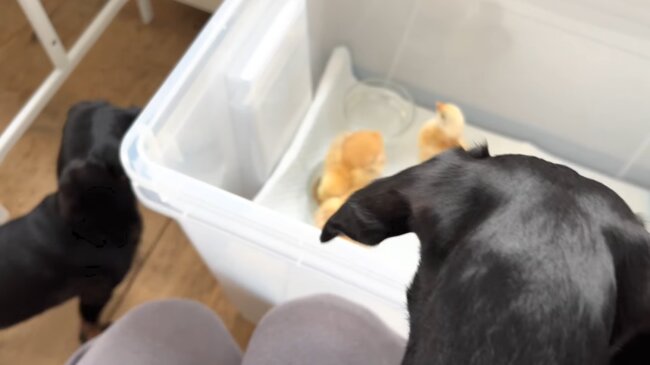 ダックスフンド,動画