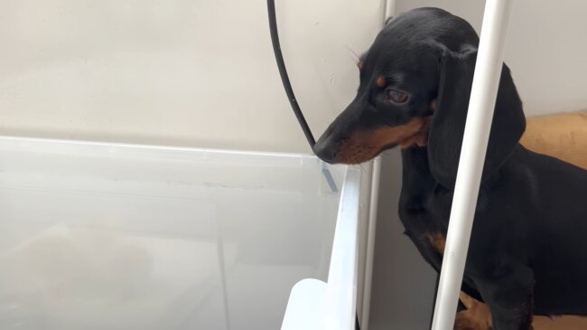 ダックスフンド,動画