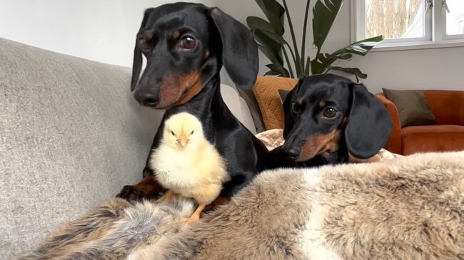 ダックスフンド,動画