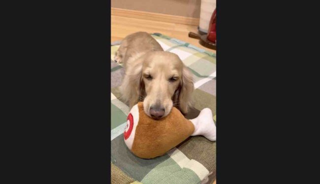 ダックスフンド,動画