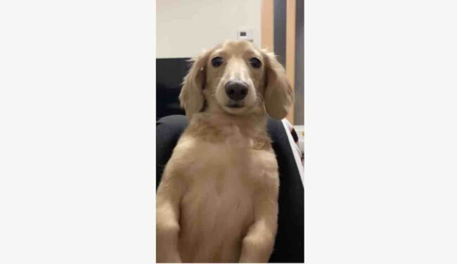 ダックスフンド,動画