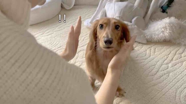 ダックスフンド,動画