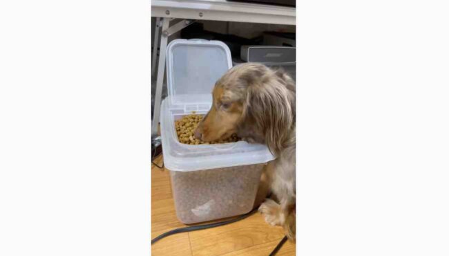 ダックスフンド,動画