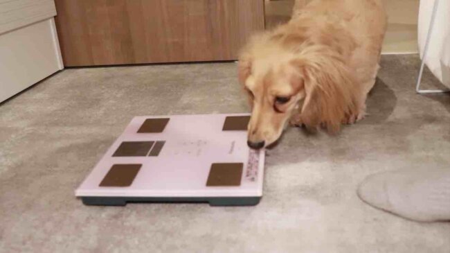 ダックスフンド,動画