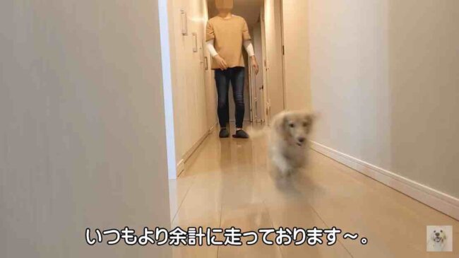 ダックスフンド,動画