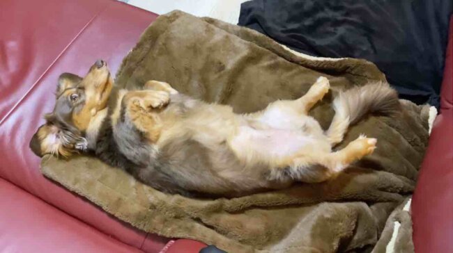 ダックスフンド,動画