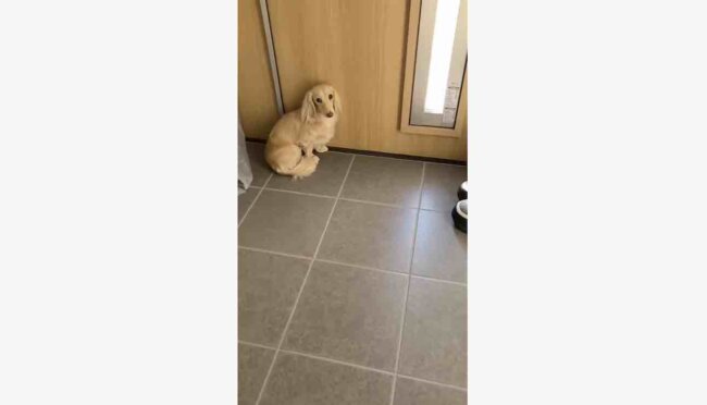 ダックスフンド,動画