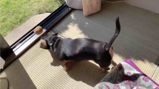 ダックスフンド,動画