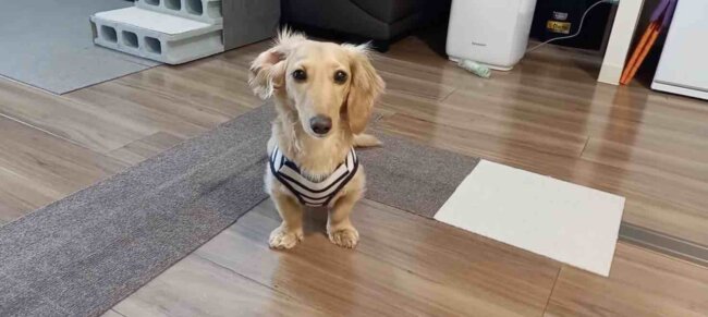 ダックスフンド,動画