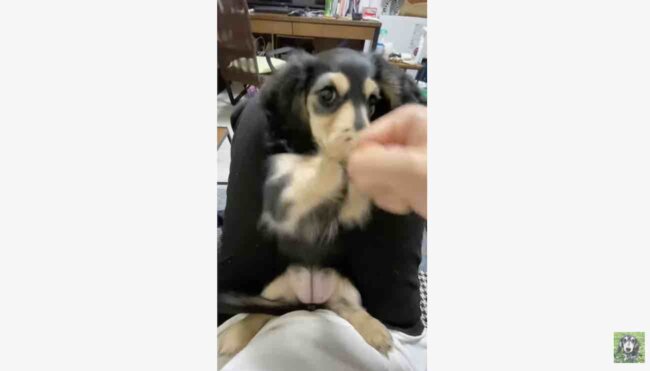 ダックスフンド,動画