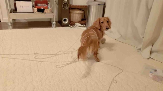 ダックスフンド,動画