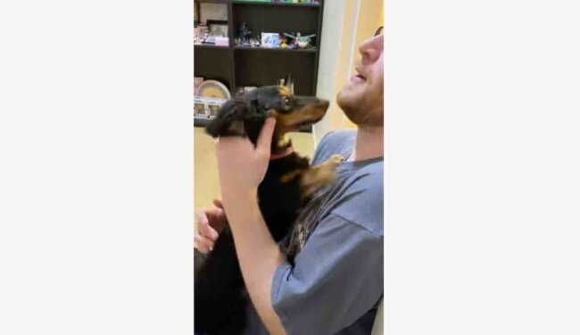 ダックスフンド,動画