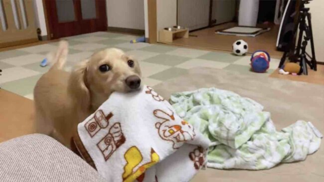 ダックスフンド,動画