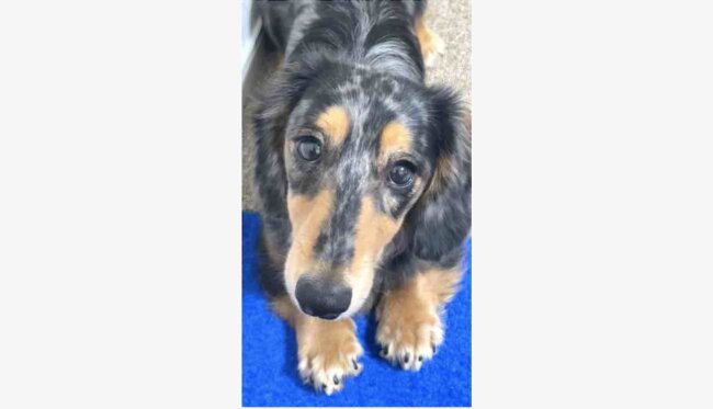 ダックスフンド,動画