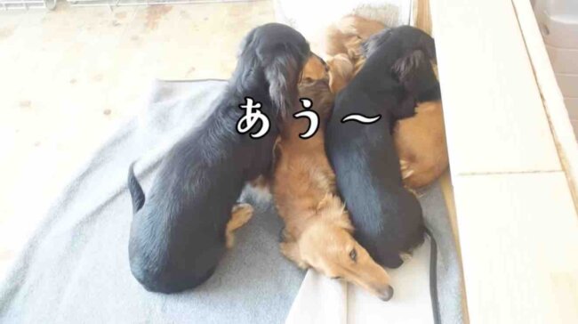 ダックスフンド,動画