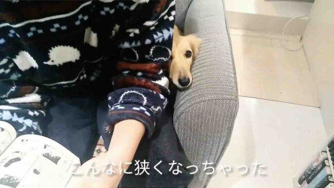 ダックスフンド,動画