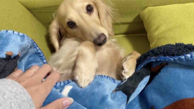 ダックスフンド,動画