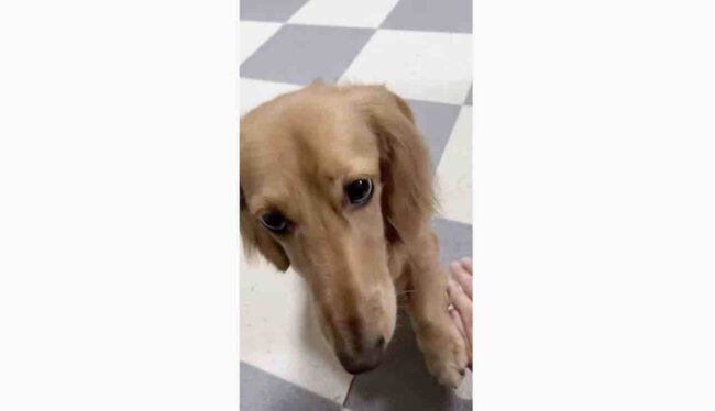 ダックスフンド,動画