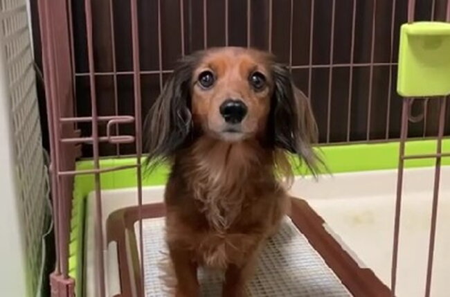 ダックスフンド,動画