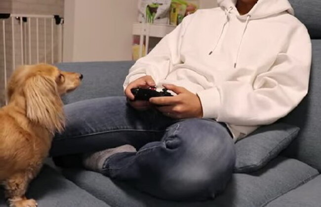 ダックスフンド,動画