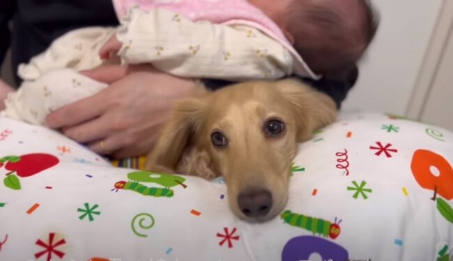 ダックスフンド,動画