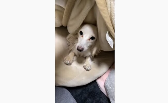 ダックスフンド,動画