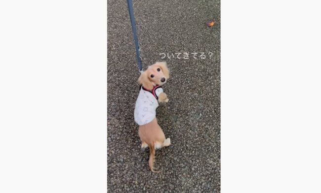 ダックスフンド,動画