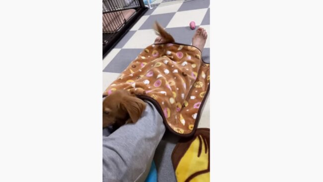 ダックスフンド,動画