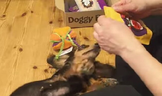 ダックスフンド,動画