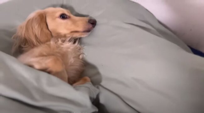 ダックスフンド,動画