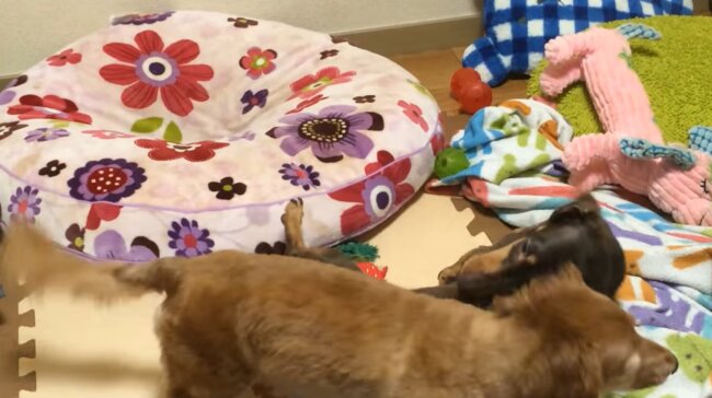 ダックスフンド,動画