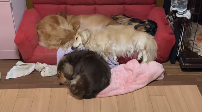 ダックスフンド,動画