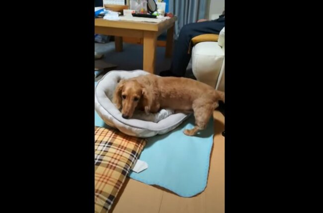 ダックスフンド,動画