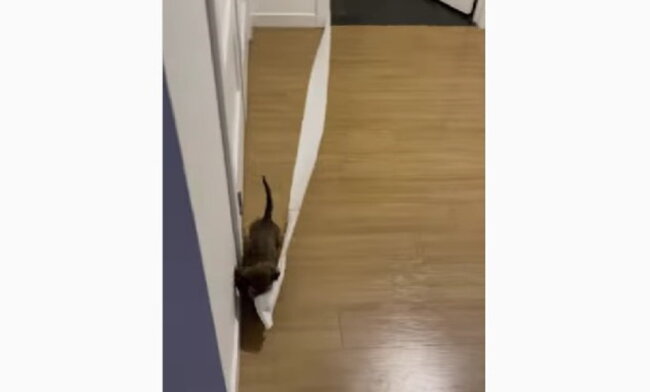 ダックスフンド,動画