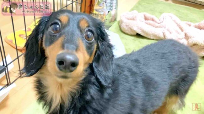 ダックスフンド,動画