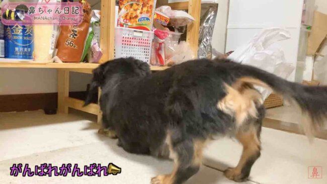 ダックスフンド,動画