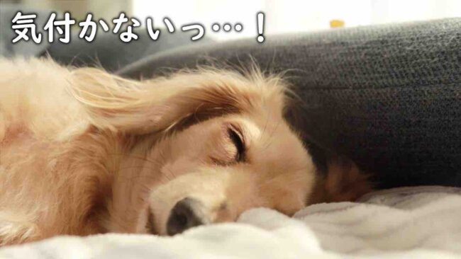 ダックスフンド,動画