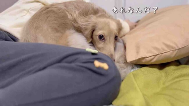 ダックスフンド,動画