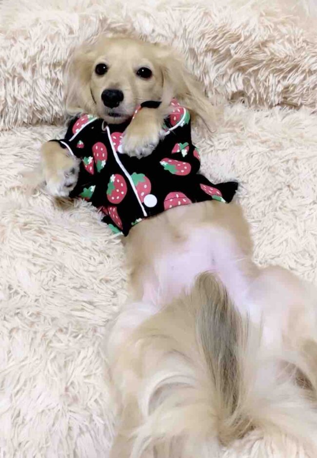 ダックスフンド,動画