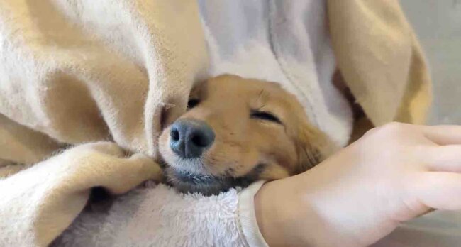 ダックスフンド,動画