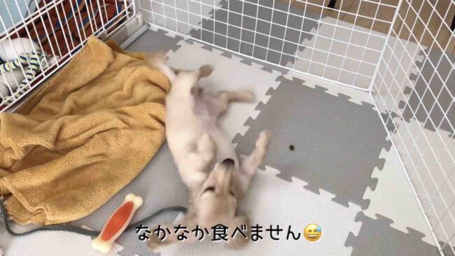 ダックスフンド,動画