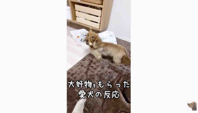 ダックスフンド,動画