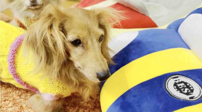 ダックスフンド,動画