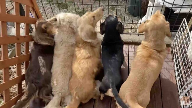 ダックスフンド,動画