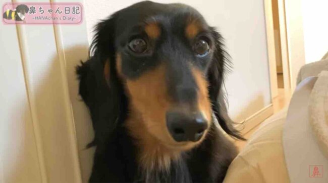 ダックスフンド,動画