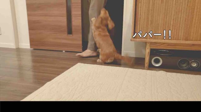 ダックスフンド,動画