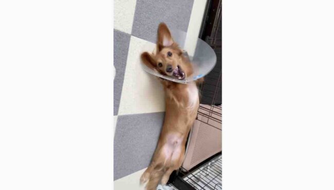 ダックスフンド,動画