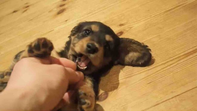 ダックスフンド,動画