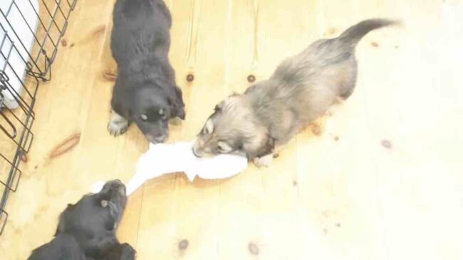 ダックスフンド,動画